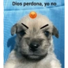 Que mira bobo 🤔🤑 7