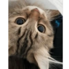 Animais fofinhos  14