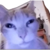 Gatitos  12