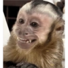 Monos 6