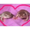 Amor 15
