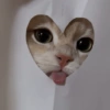 😺 Gatitos 😺 17