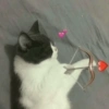 Cat and dog memez 26
