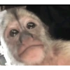 Monitos para el chat 🐒 5