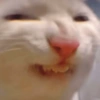 🐈‍⬛🐱🧶 GATOS | CATS 2 🧶🐱🐈‍⬛ 16