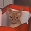 😼🫐 TikTok Cats 🫐😼 16