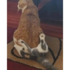 Bad cats 12
