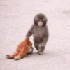 🐵 PUNCH EL MONITO 🧸 13