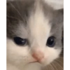 Cat and dog memez 10