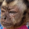 Macaquinhos 8
