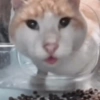 Katsdz 12