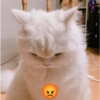 Kucing meme 5