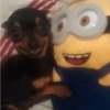 Perritos Divertidos! 🐶🐾 8