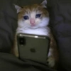 😿😭 Gatos Sad 😭😿 6