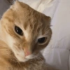 GATINHOS MEMSS 7