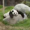 Panda Relaxado