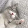Gatinhos 16
