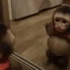 🐒🌴🐵 बंदर 🐵🌴🐒 17