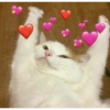 Gato apaixonado 9
