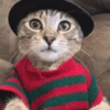 Gato halloween 10