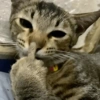 🐈‍⬛🐱🧶 GATOS | CATS 2 🧶🐱🐈‍⬛ 18