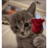 Cats 10