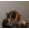 Gatitos  24