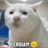 TERDIAM |: