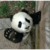 Panda Trepador