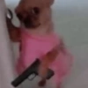 Gangsta Chihuahua