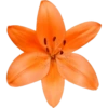 Orange Lily