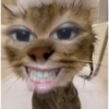 Memes de gatos 2 5
