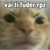 GATINHOS ZOEIROS 12