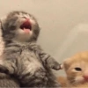 Gatinhos 12