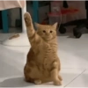 Saluting Cat