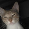 Gatitos Memes😺✨💕16 15