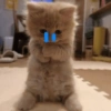 Милый грустный котенок
