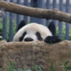 Panda Brincalhão Espreitando