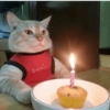 Gatos Random😾😻😹 24