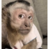 MOnKey reaCtioNs 🐵😝🧃 8