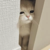 Подглядывающий и грустный котенок