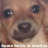 💕Animalitos con frases💕 11