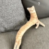 💕🐱Michitos para tu chat pt.2🐱💕 9