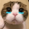😿😭 Gatos Sad 😭😿 10