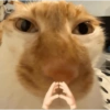 🐈‍⬛🐱🧶 GATOS | CATS 5 🧶🐱🐈‍⬛ 30