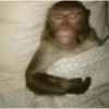 🎀🐵🐈‍⬛ 11
