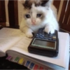 Cat and dog memez 28