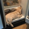 Hace Calor Perros 🐾🔥 7
