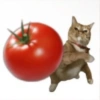 Bad cats 28
