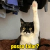 Gatinhos  7